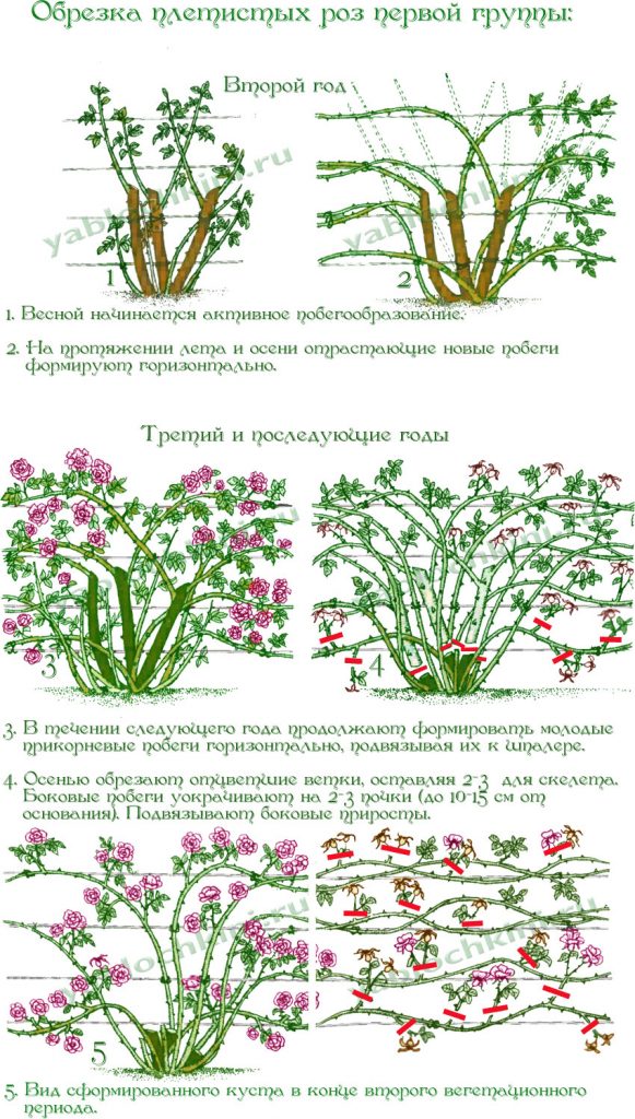 обрезка плетистой розы схема