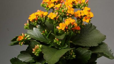 Как ухаживать за каланхоэ?