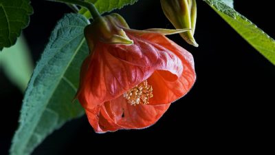 Абутилон или комнатный клен - как ухаживать за тропическим красавцем?